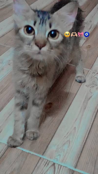 Persian female