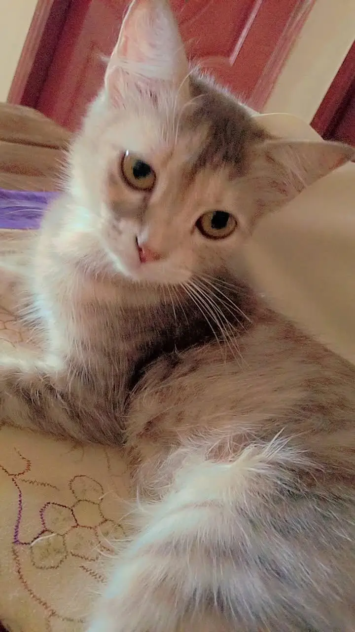 Persian female — photo 3
