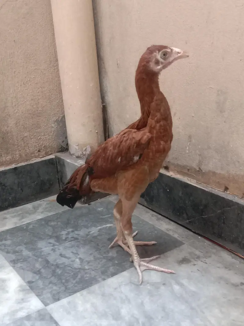 aseel pathi for sale 03224186572 — photo 3