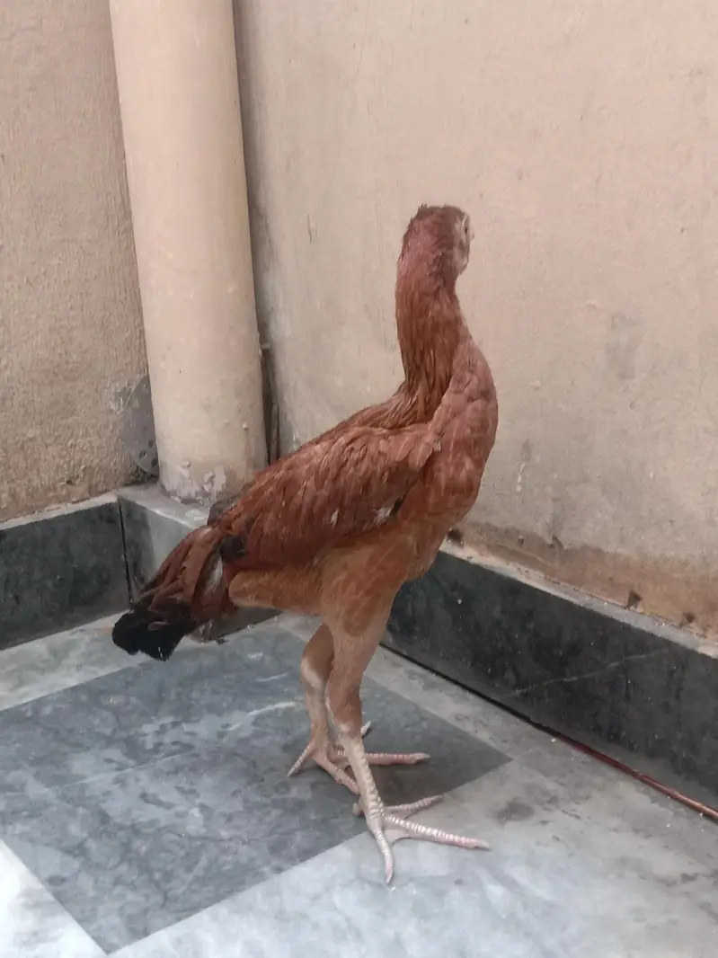 aseel pathi for sale 03224186572 — photo 4