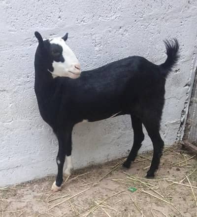 Teedy bakri chambi