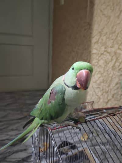 Raw parrot available for sale