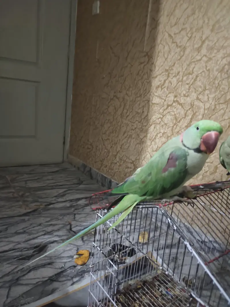 Raw parrot available for sale — photo 2