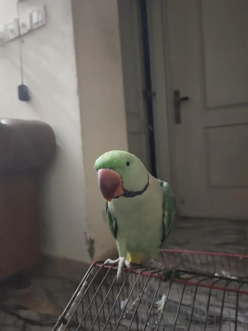 Raw parrot available for sale — photo 3