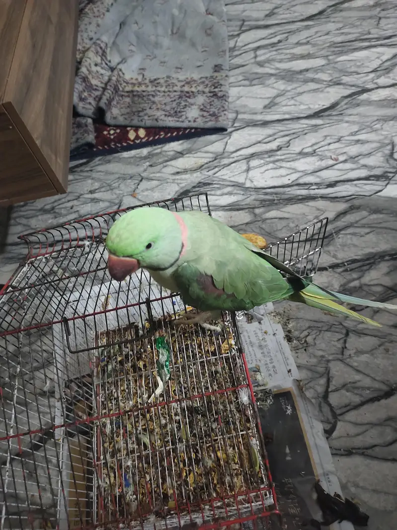 Raw parrot available for sale — photo 4