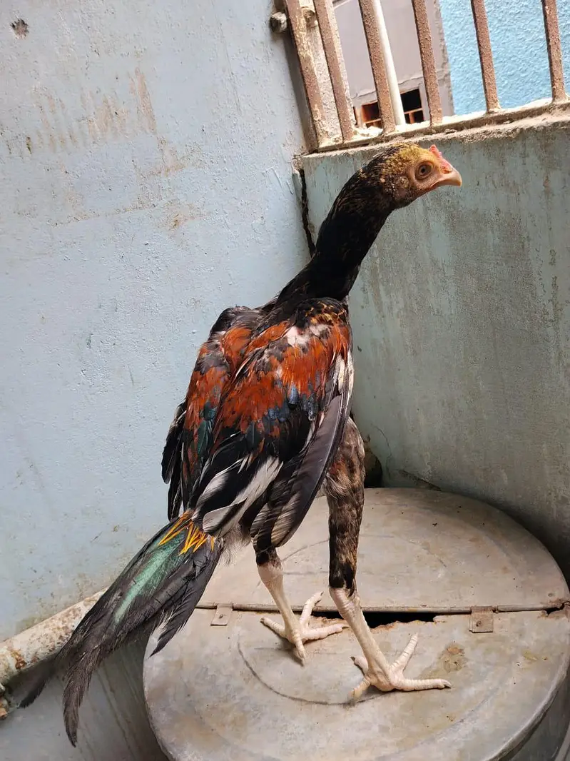 aseel patha for sale munasib rate per — photo 2