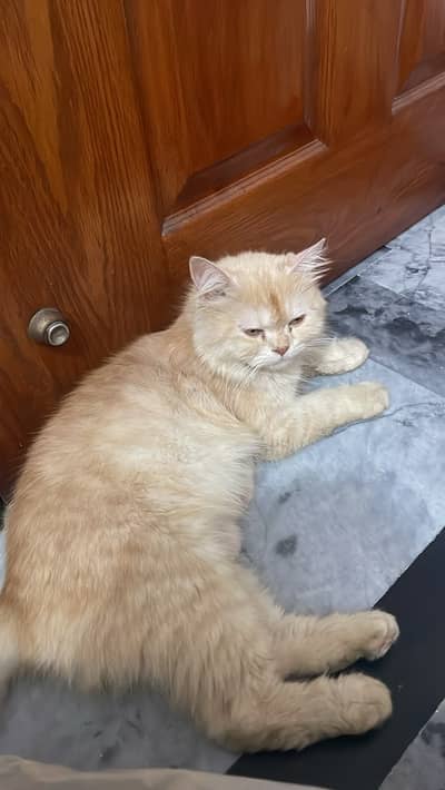 Urgent Female Persian Cat for Sale – Central Park Lahore