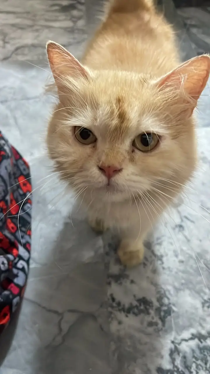 Urgent Female Persian Cat for Sale – Central Park Lahore — photo 2
