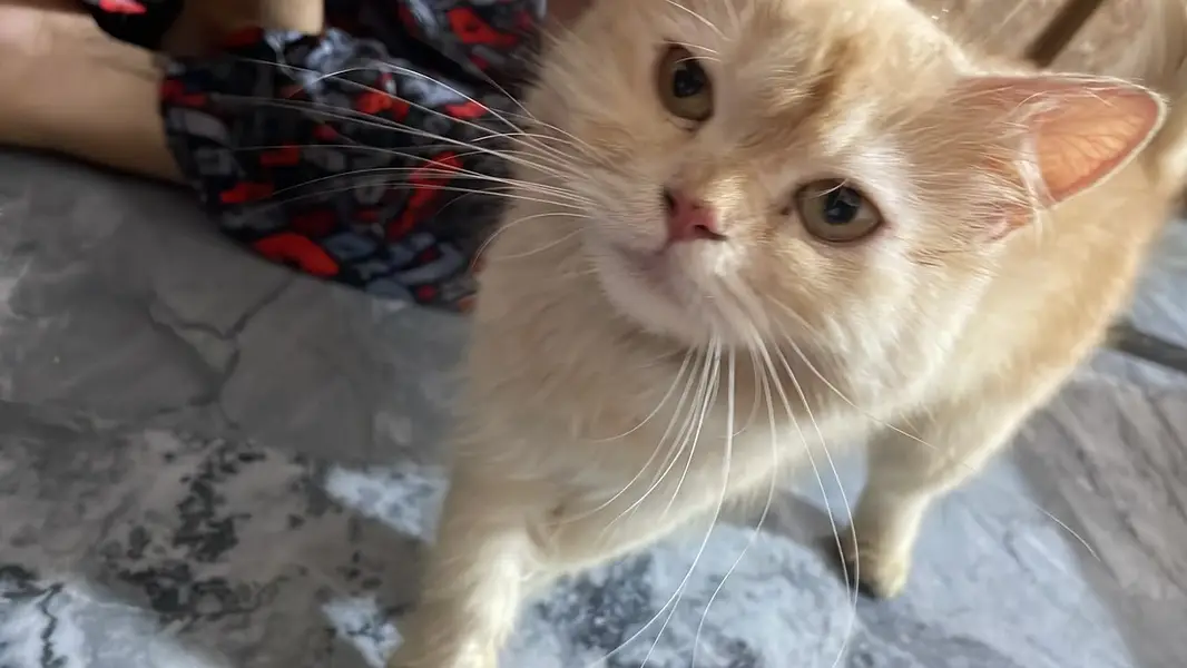 Urgent Female Persian Cat for Sale – Central Park Lahore — photo 3