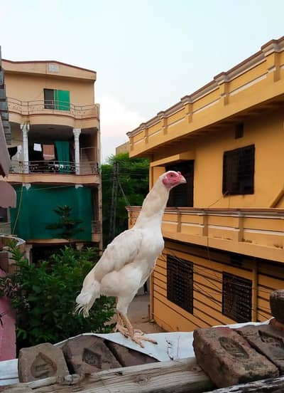 Paper white Aseel Female