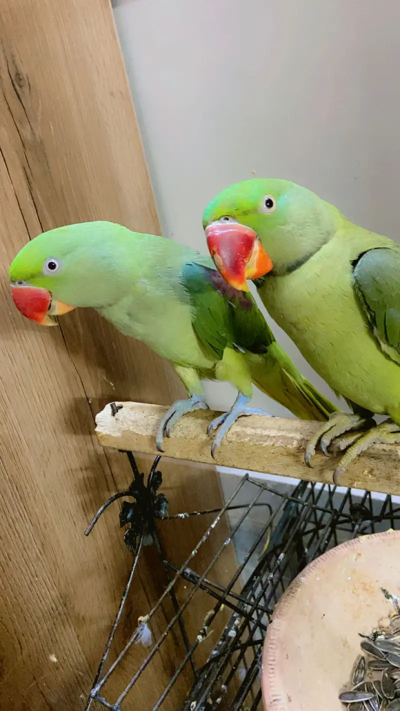 Fully Tamed & Talking Raw Parrots For Sale!  — photo 2