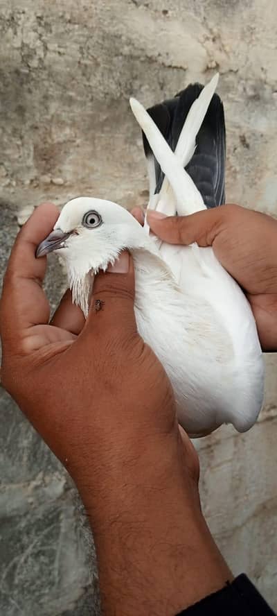 kalduma piar