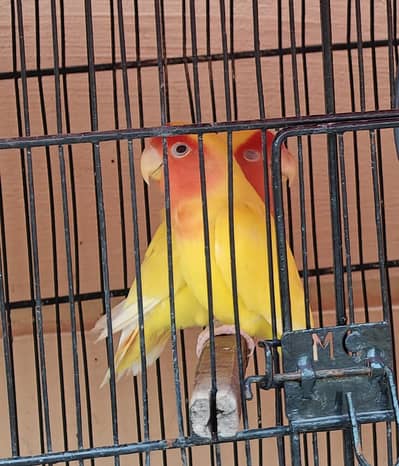 Lutino breeder pair