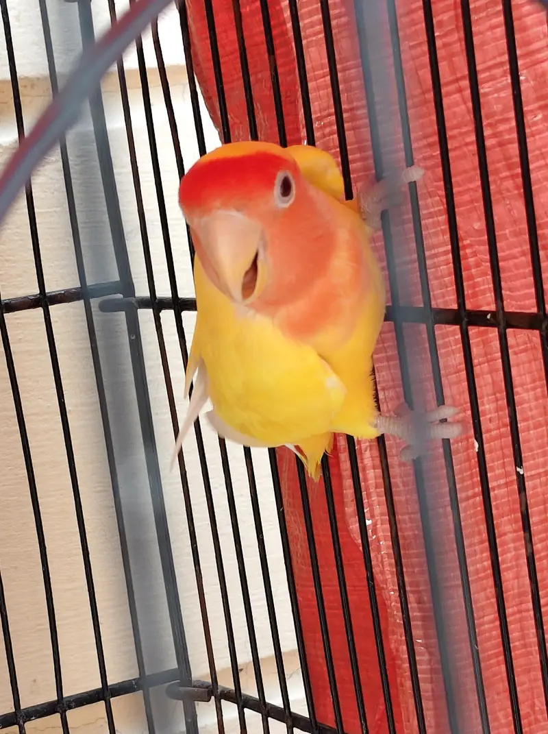 Lutino breeder pair — photo 2