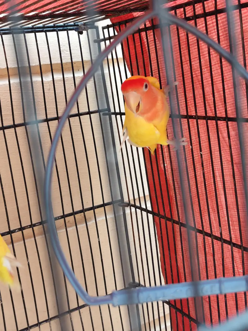Lutino breeder pair — photo 3