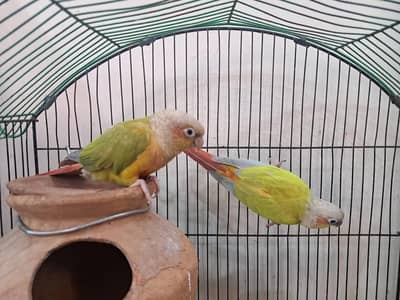 Dilute conure