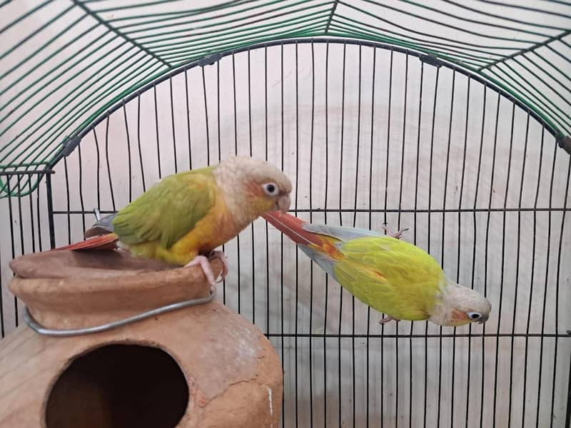 Dilute conure 0