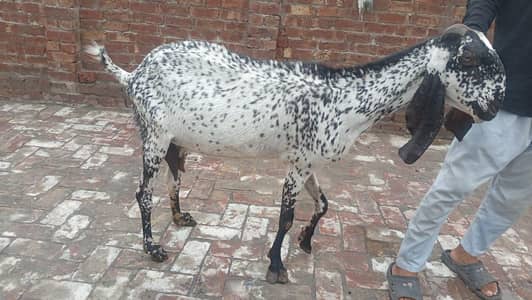makhi chini bakri 2. month gabban