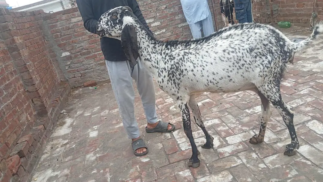 makhi chini bakri 2. month gabban — photo 2