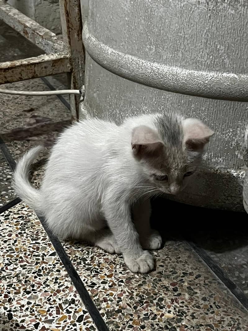 percian cat 0