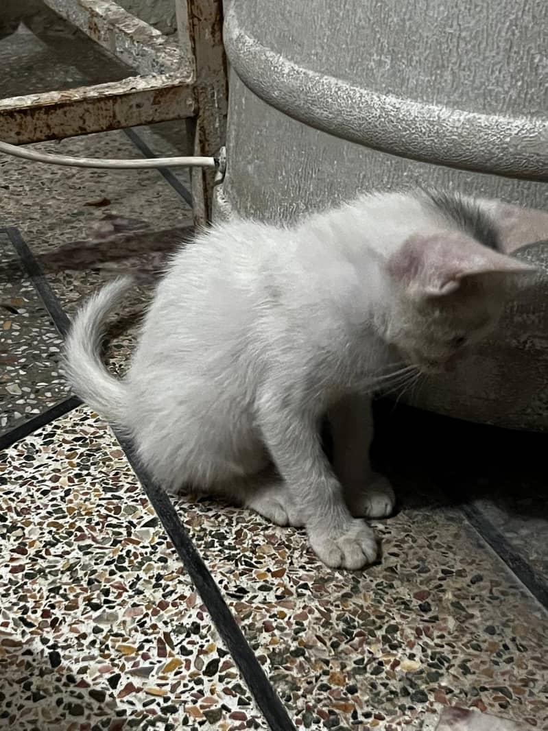 percian cat 1