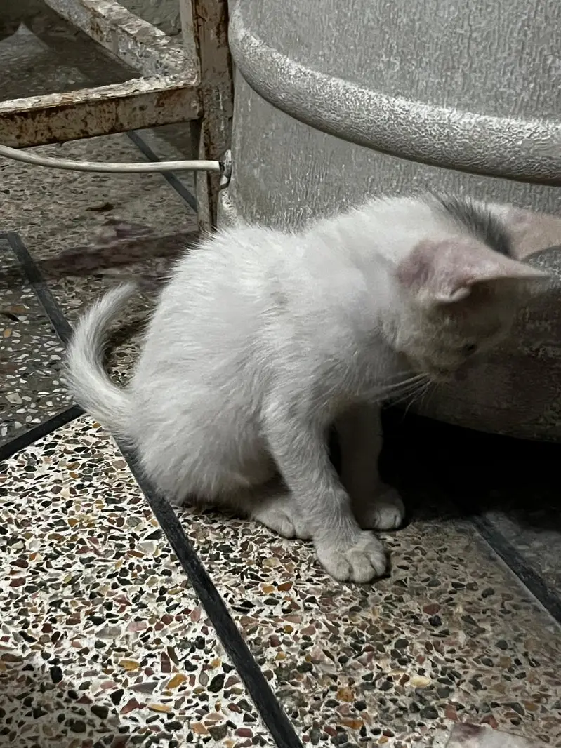 percian cat — photo 2