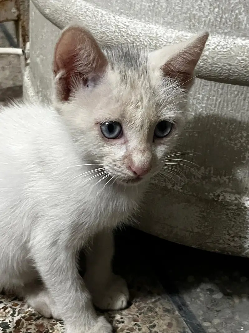 percian cat — photo 3
