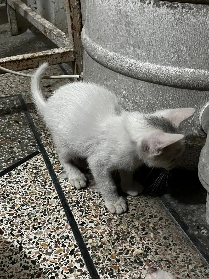 percian cat — photo 4