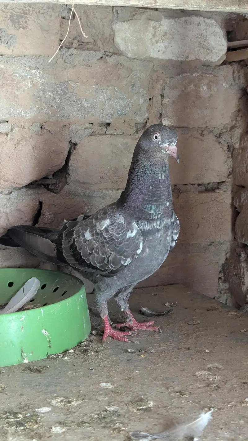 good quality peagion — photo 2