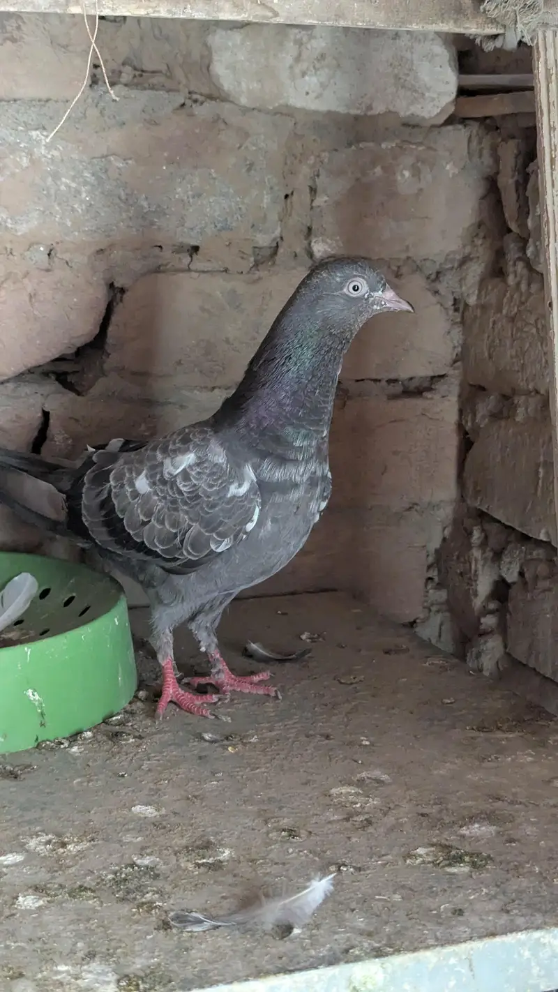 good quality peagion — photo 3