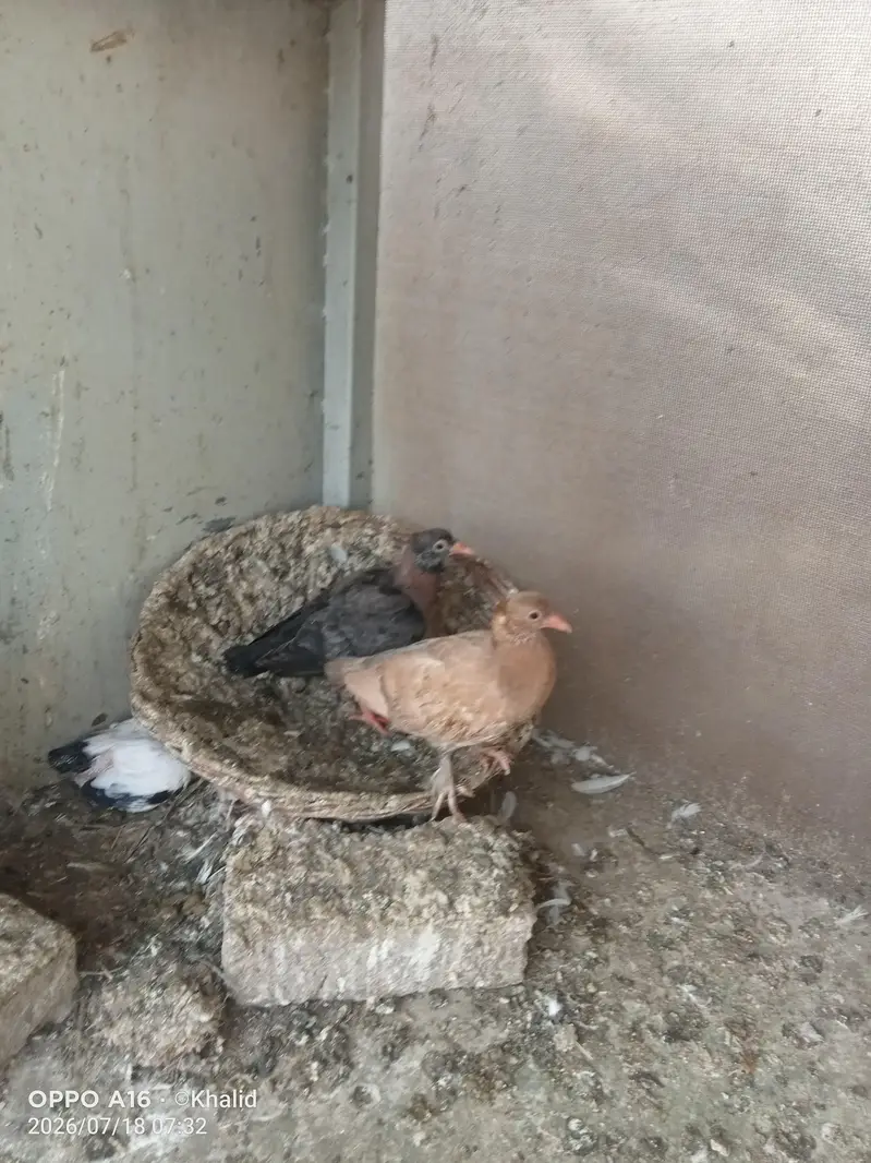 for sale cherry chicks