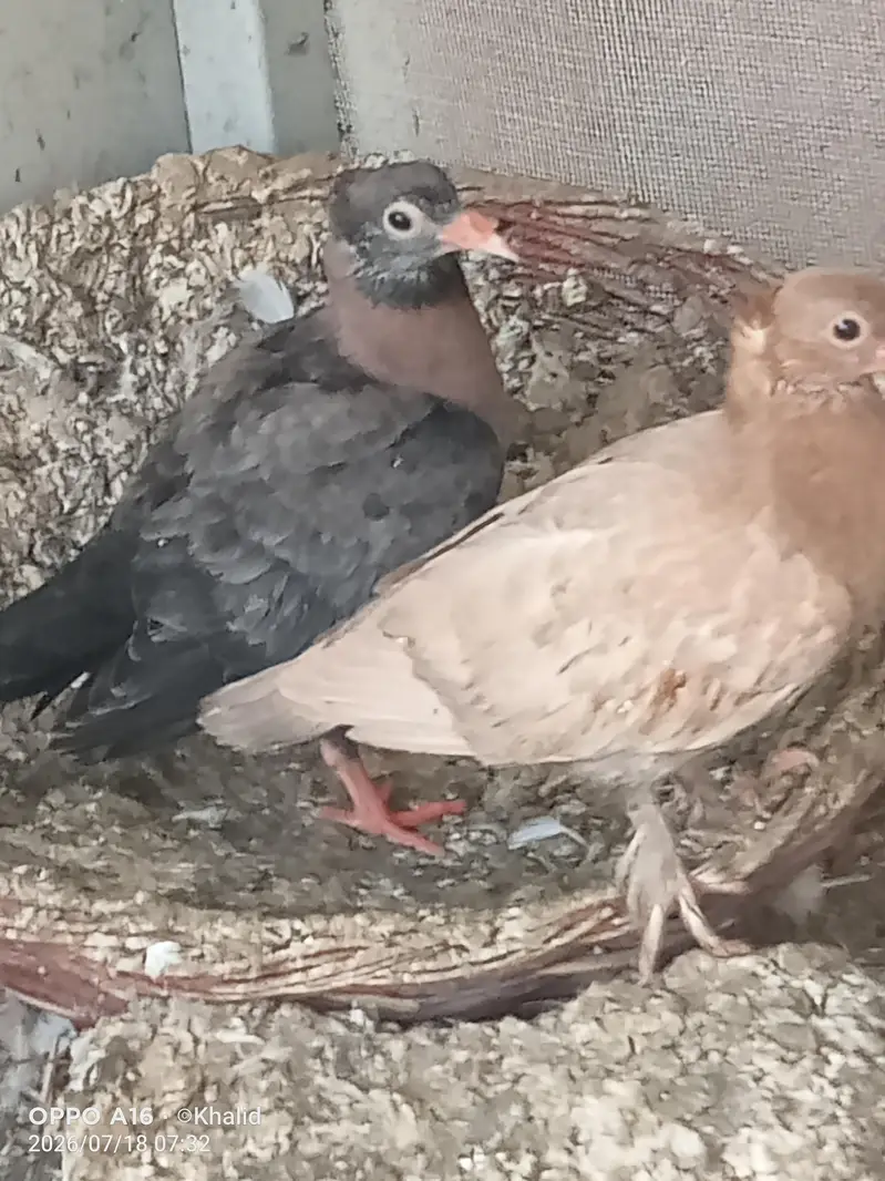 for sale cherry chicks — photo 2