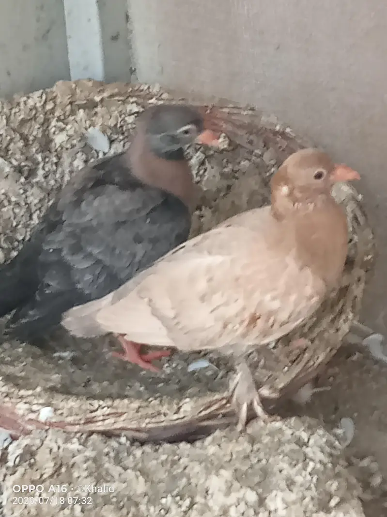 for sale cherry chicks — photo 3