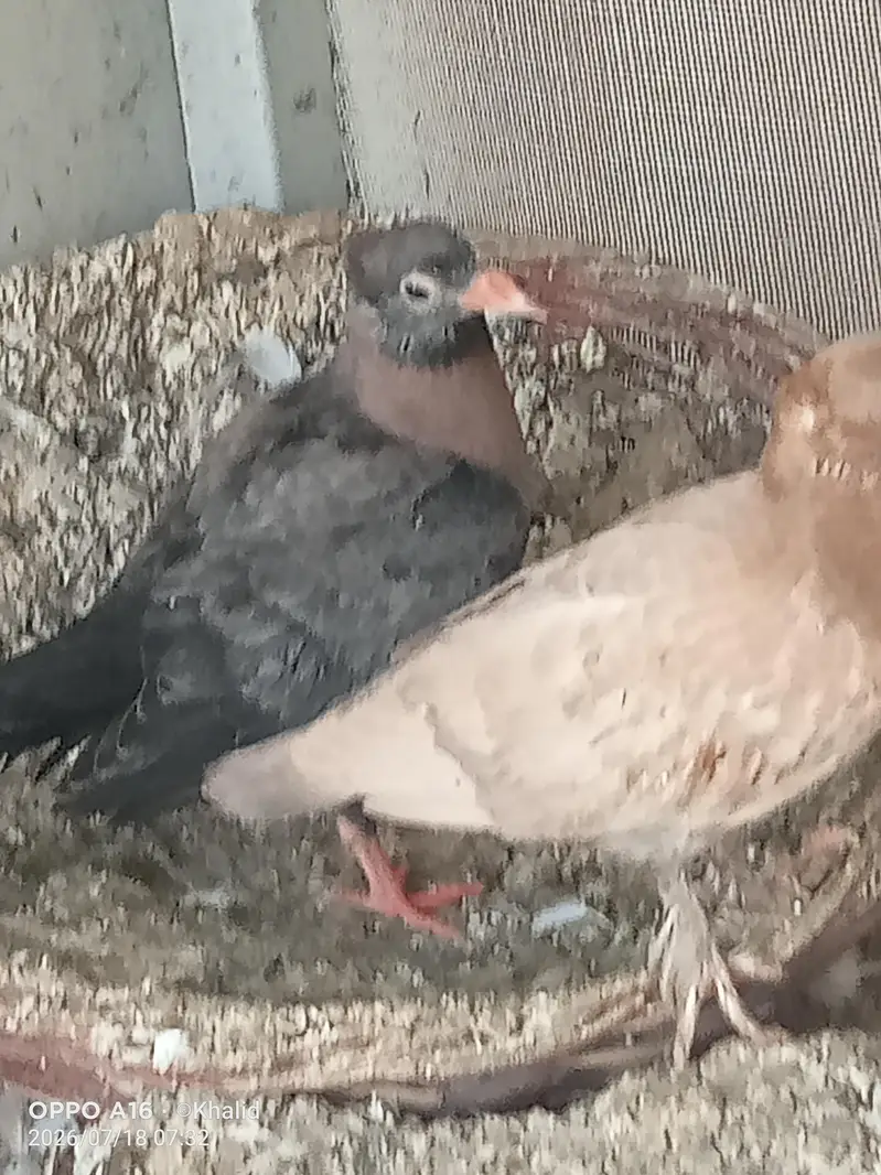 for sale cherry chicks — photo 5