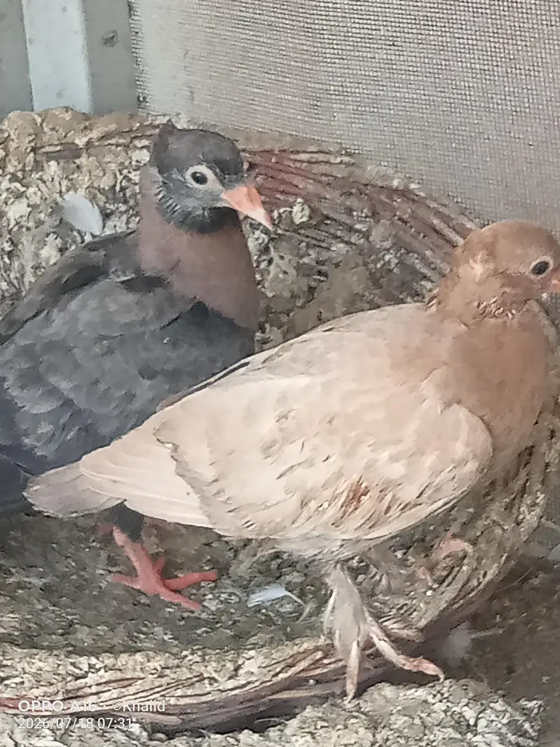 for sale cherry chicks — photo 6
