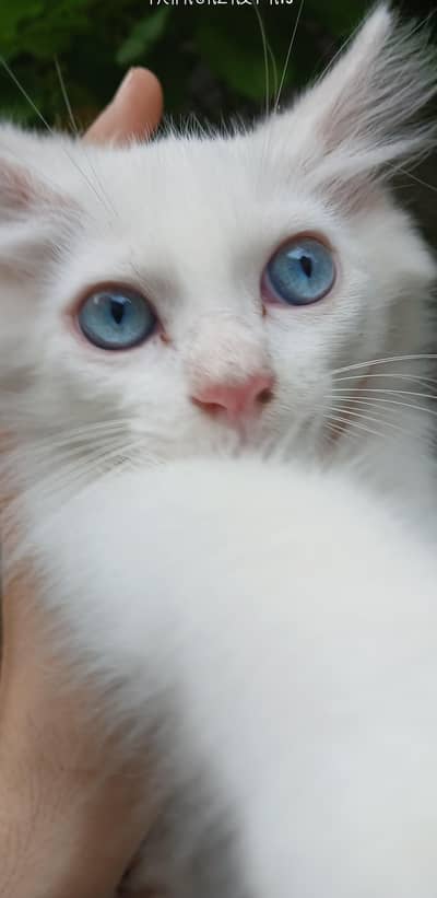 male 3.5 months age White colure massallah beautiful cat kitten 