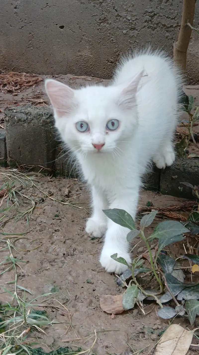 male 3.5 months age White colure massallah beautiful cat kitten  — photo 2