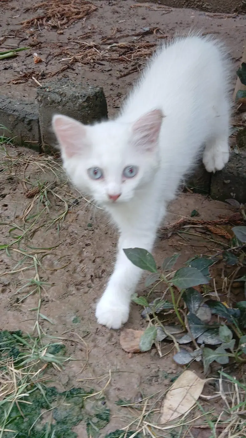 male 3.5 months age White colure massallah beautiful cat kitten  — photo 3