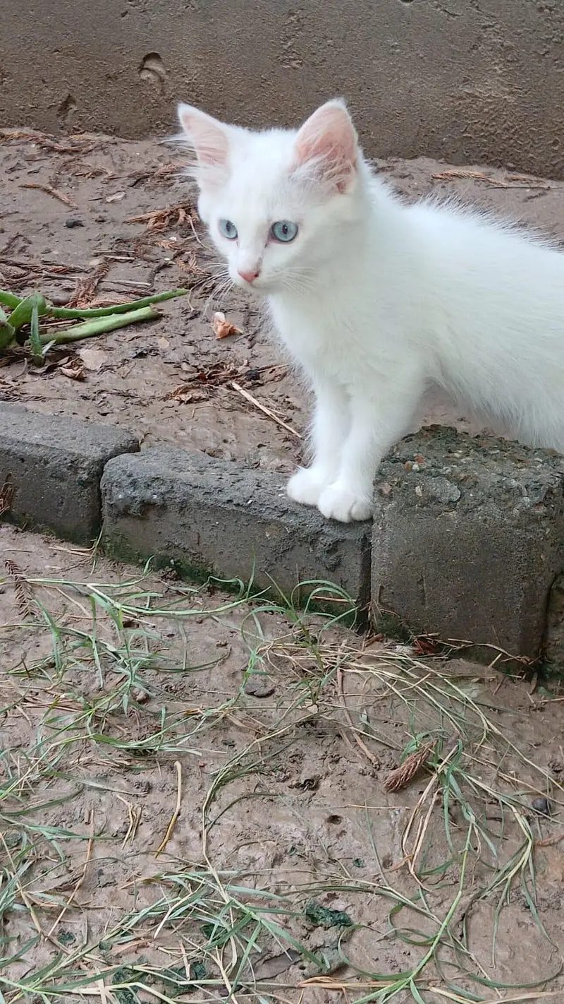 male 3.5 months age White colure massallah beautiful cat kitten  — photo 4