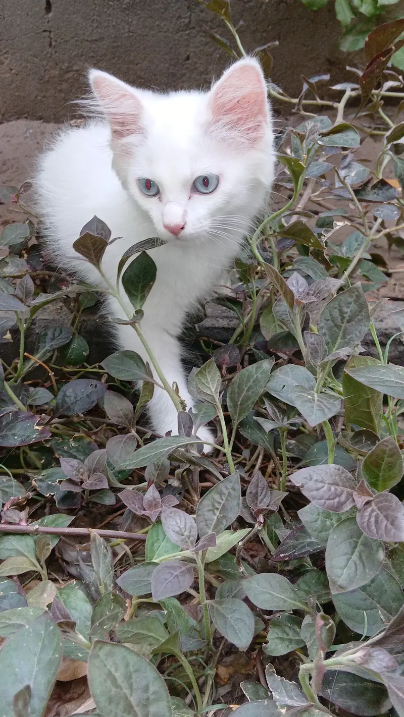 male 3.5 months age White colure massallah beautiful cat kitten  — photo 5