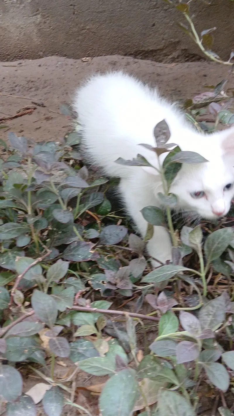 male 3.5 months age White colure massallah beautiful cat kitten  — photo 6