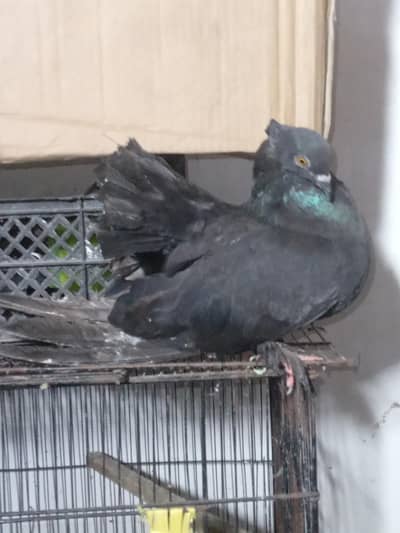 Fancy Pegions