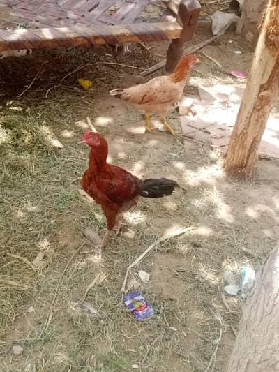 for sale . 03025158419 wtsp nmbr