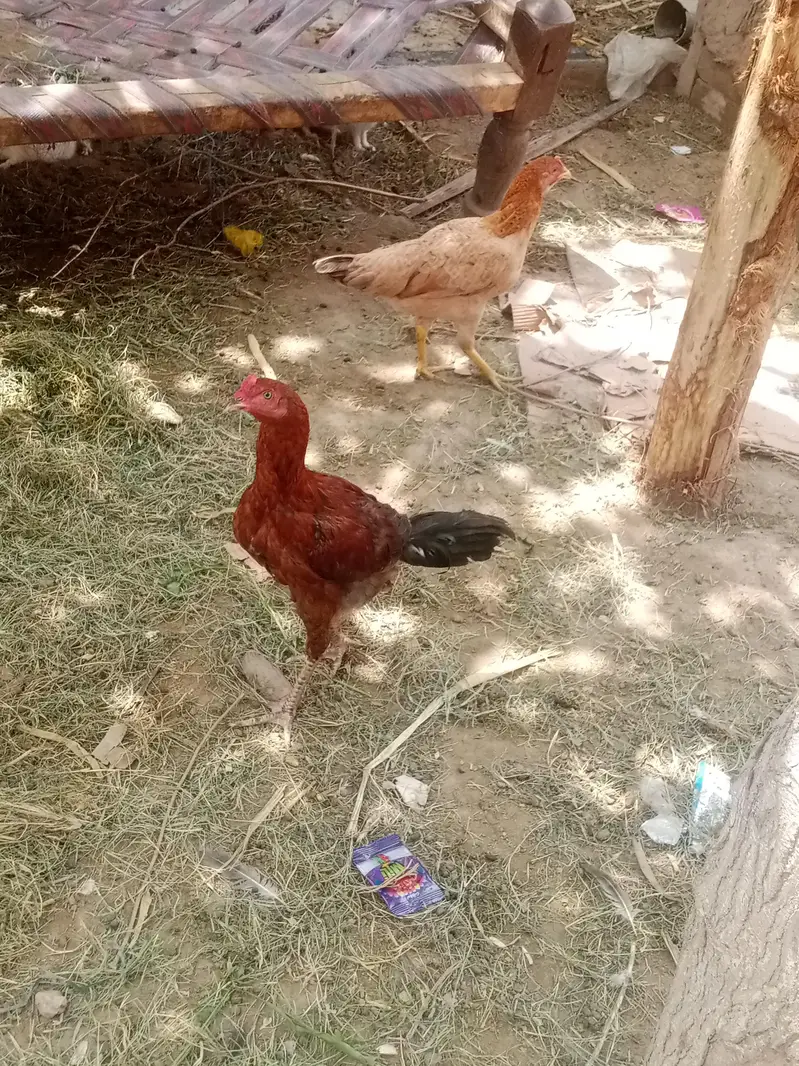 for sale . 03025158419 wtsp nmbr