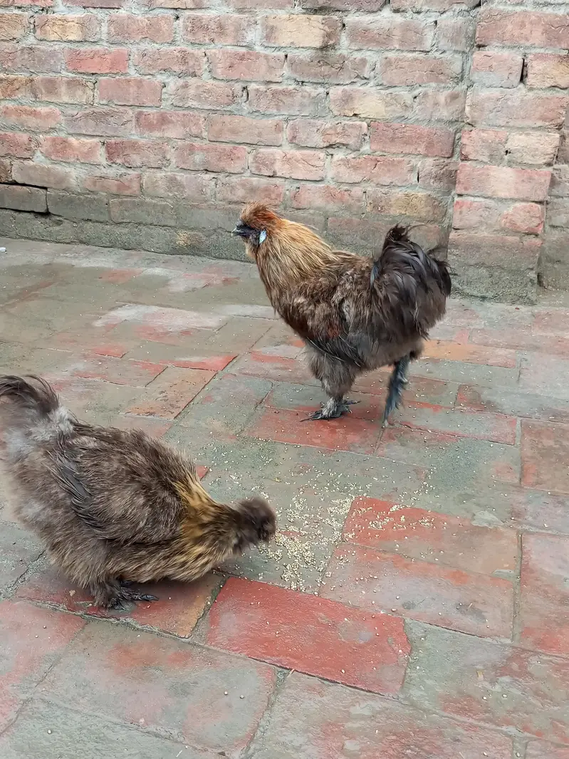 patrige silky breeder pair — photo 4