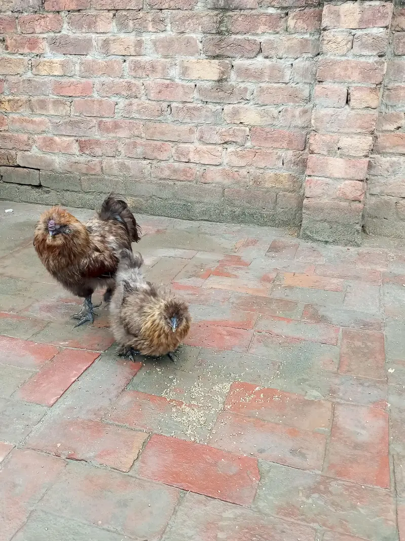 patrige silky breeder pair — photo 5