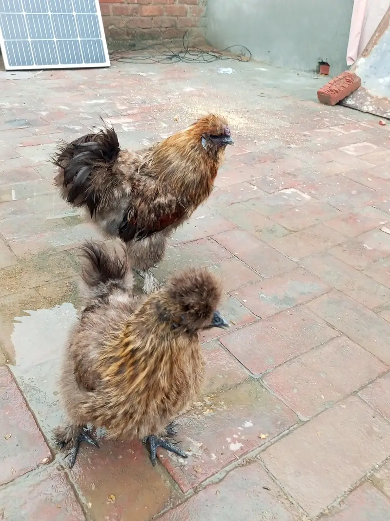 patrige silky breeder pair — photo 2