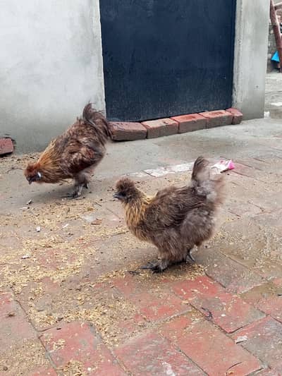 patrige silky breeder pair