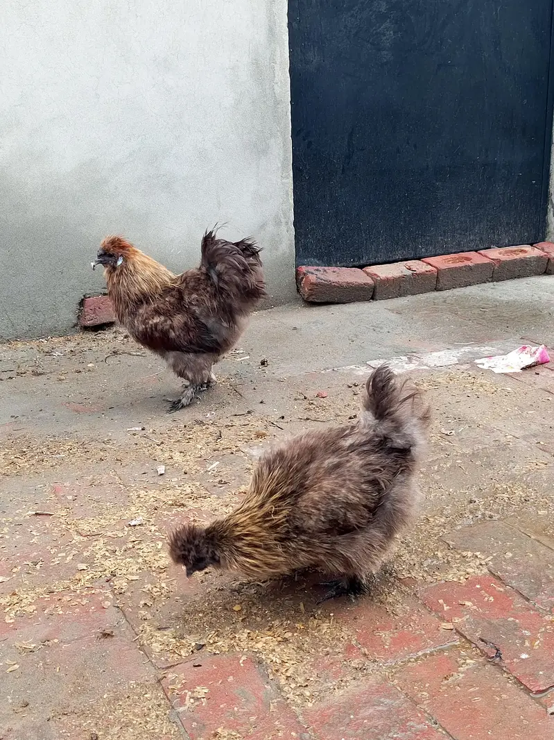 patrige silky breeder pair — photo 3
