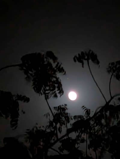 MUJTABA